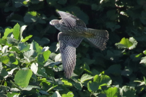 トリミング 2017/9月 SIGMA150-600C+7D2 焦点距離600mm F8 ss1/1250 ISO1000 Case3