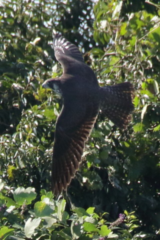トリミング 2017/9月 SIGMA150-600C+7D2 焦点距離600mm F8 ss1/1250 ISO1000 Case3