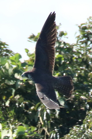 トリミング 2017/9月 SIGMA150-600C+7D2 焦点距離600mm F8 ss1/1250 ISO1000 Case3