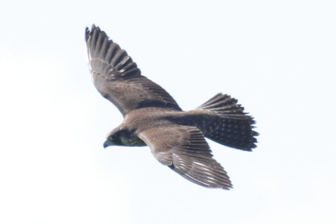 トリミング 2017/9月 SIGMA150-600C+7D2 焦点距離600mm F8 ss1/1250 ISO1000 Case3