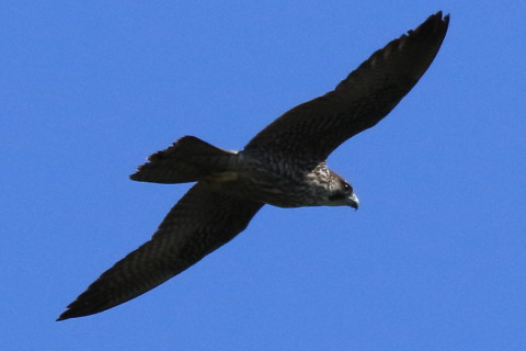 トリミング 2017/9月 SIGMA150-600C+7D2 焦点距離600mm F8 ss1/4000 ISO1000 Case3