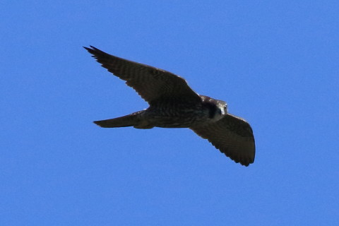 トリミング 2017/9月 SIGMA150-600C+7D2 焦点距離600mm F8 ss1/4000 ISO1000 Case3