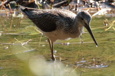 0.66倍トリミング 2017/9月 SIGMA150-600C+7D2 焦点距離600mm F8 ss1/2000 ISO1600