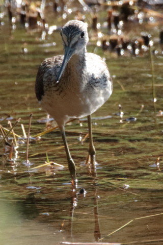0.66倍トリミング 2017/9月 SIGMA150-600C+7D2 焦点距離600mm F8 ss1/2000 ISO1600