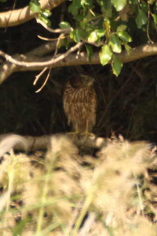 トリミング 2017/9月 SIGMA150-600C+7D2 焦点距離600mm F7.1 ss1/500 ISO500