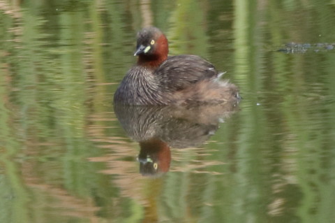 トリミング 2017/9月 SIGMA150-600C+7D2 焦点距離600mm F8 ss1/500 ISO500