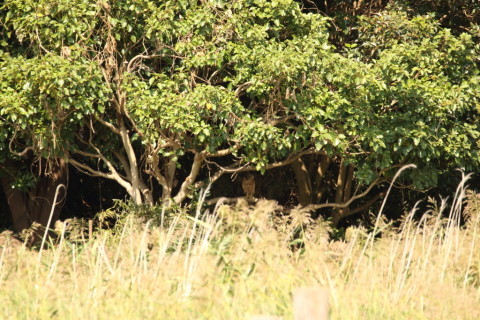 2017/9月 SIGMA150-600C+7D2 焦点距離600mm F7.1 ss1/500 ISO500