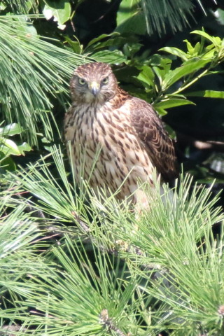 トリミング 2017/9月 SIGMA150-600C+7D2 焦点距離600mm F8 ss1/1000 ISO1600