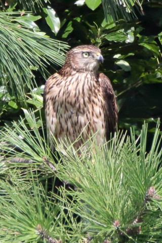 トリミング 2017/9月 SIGMA150-600C+7D2 焦点距離600mm F8 ss1/1000 ISO1000