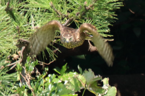 0.66倍トリミング 2017/9月 SIGMA150-600C+7D2 焦点距離600mm F7.1 ss1/500 ISO640 Case1