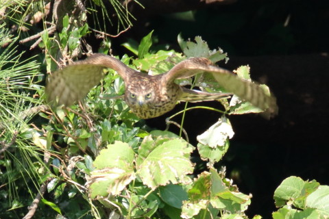 0.66倍トリミング 2017/9月 SIGMA150-600C+7D2 焦点距離600mm F7.1 ss1/500 ISO640 Case1