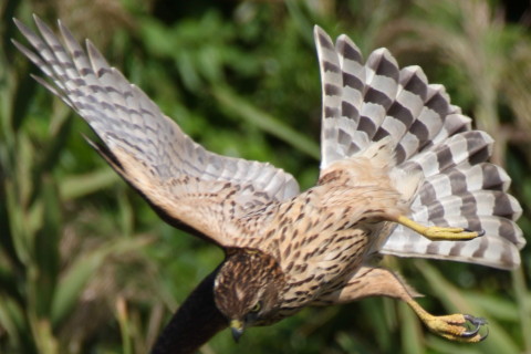 0.66倍トリミング 2017/9月 SIGMA150-600C+7D2 焦点距離600mm F7.1 ss1/500 ISO125 Case1