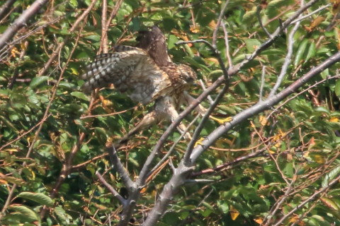 トリミング 2017/9月 SIGMA150-600C+7D2 焦点距離600mm F8 ss1/1000 ISO640 Case3