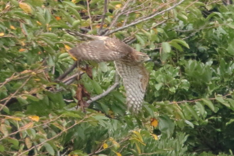 トリミング 2017/9月 SIGMA150-600C+7D2 焦点距離600mm F8 ss1/1600 ISO1600 Case3