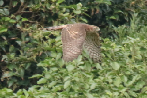 トリミング 2017/9月 SIGMA150-600C+7D2 焦点距離600mm F8 ss1/1600 ISO1600 Case3