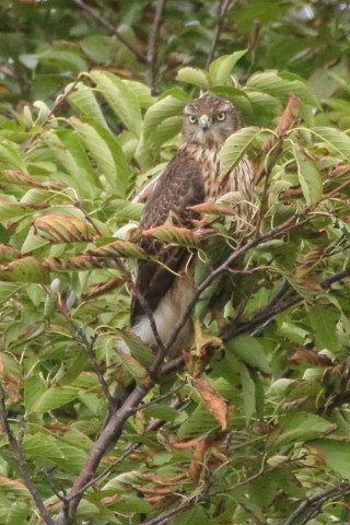 トリミング 2017/9月 SIGMA150-600C+7D2 焦点距離600mm F8 ss1/1600 ISO2000