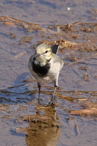 トリミング 2017/10月 SIGMA150-600C+7D2 焦点距離600mm F8 ss1/1000 ISO800