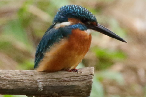 トリミング 2017/10月 SIGMA150-600C+7D2 焦点距離600mm F8 ss1/1000 ISO2500