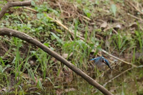 2017/10月 SIGMA150-600C+7D2 焦点距離600mm F8 ss1/1250 ISO3200 Case3
