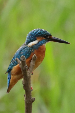 0.66倍トリミング 2017/10月 SIGMA150-600C+7D2 焦点距離600mm F8 ss1/1250 ISO2500