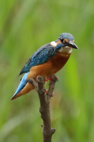 0.66倍トリミング 2017/10月 SIGMA150-600C+7D2 焦点距離600mm F8 ss1/1250 ISO2500