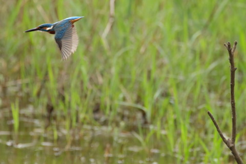 2017/10月 SIGMA150-600C+7D2 焦点距離600mm F8 ss1/1250 ISO2500 Case3
