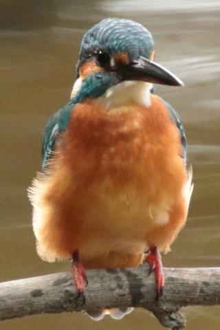 トリミング 2017/10月 SIGMA150-600C+7D2 焦点距離600mm F8 ss1/500 ISO3200