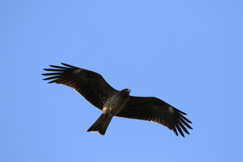 2017/11月 SIGMA150-600C+7D2 焦点距離600mm F8 ss1/1250 ISO320 Case3 0.66倍トリミング 2017/9月 SIGMA150-600C+7D2 焦点距離600mm F8 ss1/1000 ISO125 Case3