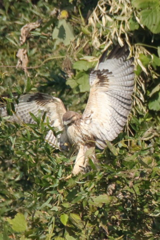 トリミング 2017/11月 SIGMA150-600C+7D2 焦点距離600mm F7.1 ss1/1250 ISO500 Case1