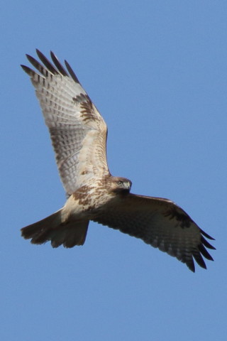 トリミング 2017/11月 SIGMA150-600C+7D2 焦点距離600mm F7.1 ss1/1250 ISO2000 Case1