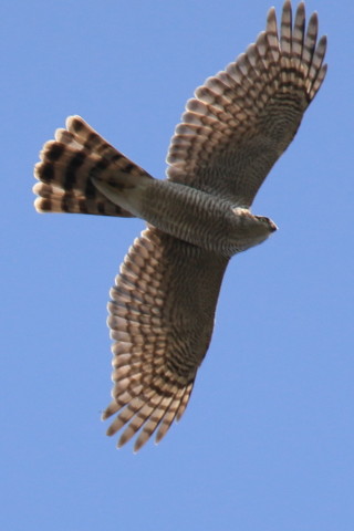 0.66倍トリミング 2017/11月 SIGMA150-600C+7D2 焦点距離562mm F7.1 ss1/1250 ISO320 Case1