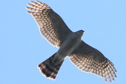 トリミング 2017/11月 SIGMA150-600C+7D2 焦点距離546mm F7.1 ss1/1250 ISO200 Case1