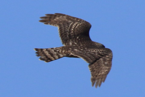 トリミング 2017/11月 SIGMA150-600C+7D2 焦点距離600mm F8 ss1/2000 ISO400 Case3