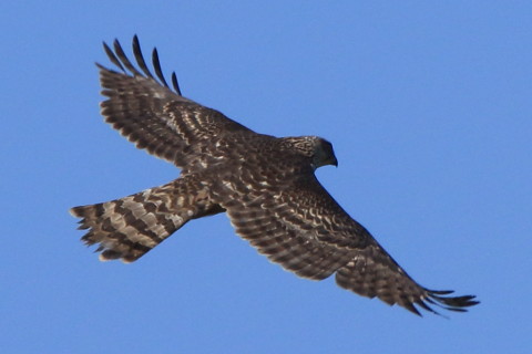 トリミング 2017/11月 SIGMA150-600C+7D2 焦点距離600mm F8 ss1/2000 ISO400 Case3