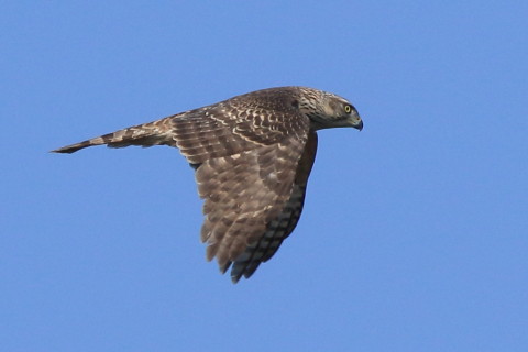 トリミング 2017/11月 SIGMA150-600C+7D2 焦点距離600mm F8 ss1/2000 ISO400 Case3