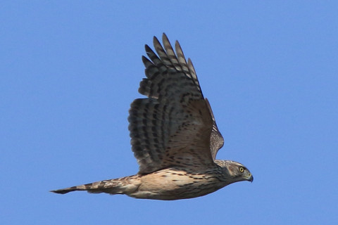 トリミング 2017/11月 SIGMA150-600C+7D2 焦点距離600mm F8 ss1/2000 ISO400 Case3