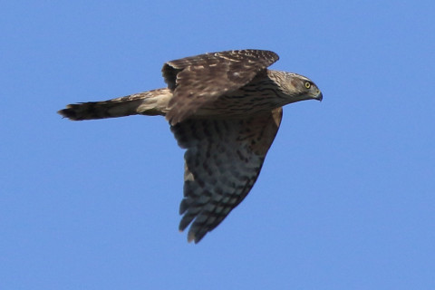 トリミング 2017/11月 SIGMA150-600C+7D2 焦点距離600mm F8 ss1/2000 ISO400 Case3