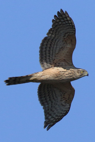 トリミング 2017/11月 SIGMA150-600C+7D2 焦点距離600mm F8 ss1/2000 ISO400 Case3