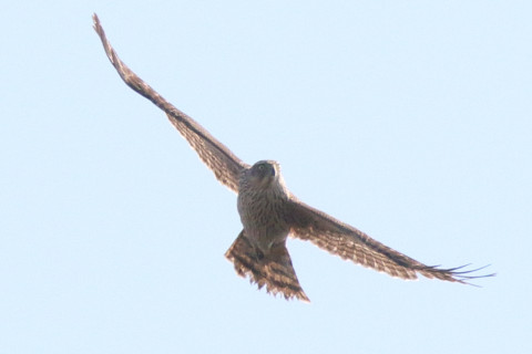 トリミング 2017/11月 SIGMA150-600C+7D2 焦点距離600mm F8 ss1/2000 ISO320 Case3