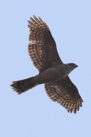 トリミング 2017/11月 SIGMA150-600C+7D2 焦点距離600mm F8 ss1/2000 ISO320 Case3