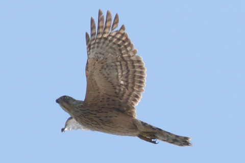 トリミング 2017/11月 SIGMA150-600C+7D2 焦点距離562mm F8 ss1/1600 ISO400 Case3