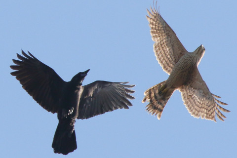 0.66倍トリミング 2017/11月 SIGMA150-600C+7D2 焦点距離562mm F8 ss1/1600 ISO400 Case3