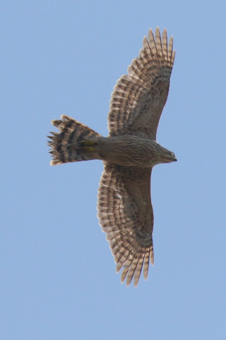 0.66倍トリミング 2017/11月 SIGMA150-600C+7D2 焦点距離562mm F8 ss1/1600 ISO400 Case3