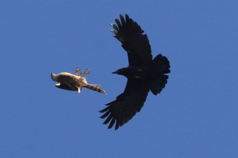 0.66倍トリミング 2017/11月 SIGMA150-600C+7D2 焦点距離546mm F8 ss1/1600 ISO500 Case3