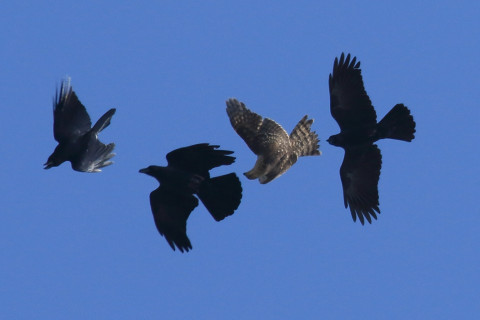 0.66倍トリミング 2017/11月 SIGMA150-600C+7D2 焦点距離546mm F7.1 ss1/1250 ISO320 Case1