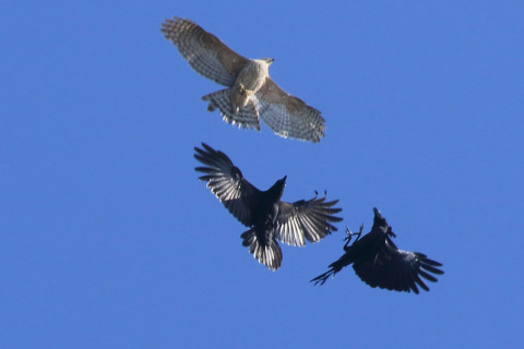 0.66倍トリミング 2017/11月 SIGMA150-600C+7D2 焦点距離546mm F7.1 ss1/1250 ISO320 Case1