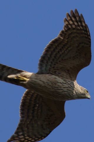 0.66倍トリミング 2017/11月 SIGMA150-600C+7D2 焦点距離600mm F7.1 ss1/1250 ISO320 Case1