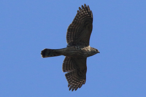 トリミング 2017/11月 SIGMA150-600C+7D2 焦点距離600mm F8 ss1/1600 ISO400 Case3