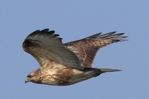 トリミング 2017/11月 SIGMA150-600C+7D2 焦点距離600mm F8 ss1/1250 ISO320 Case3