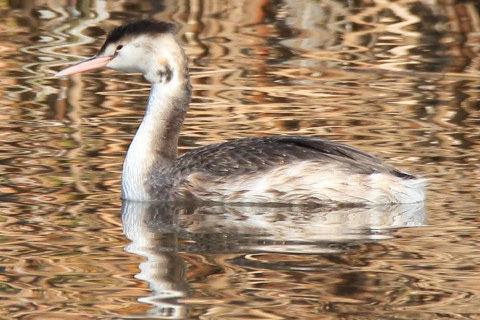 トリミング 2017/11月 SIGMA150-600C+7D2 焦点距離600mm F8 ss1/800 ISO400